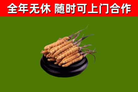 南召县回收散虫草